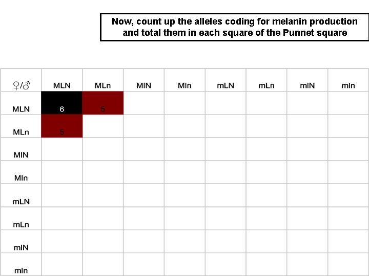 Now, count up the alleles coding for melanin production and total them in each
