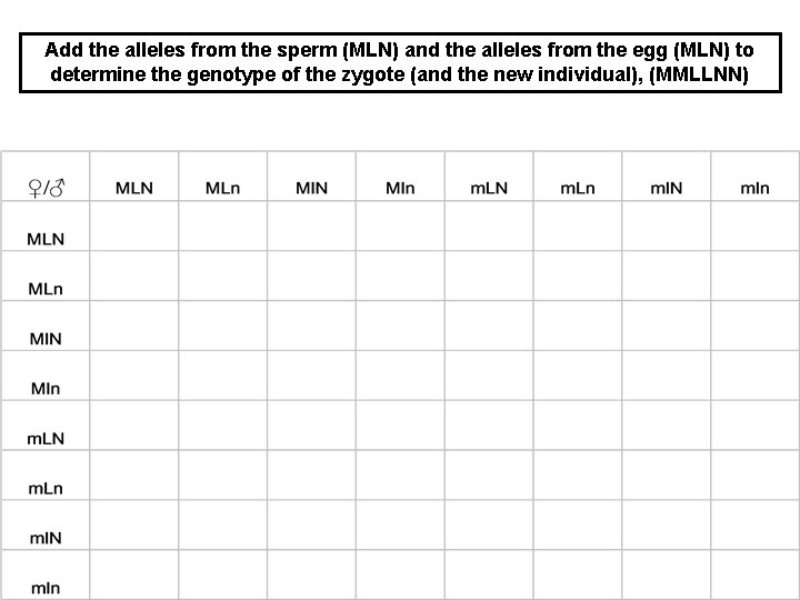 Add the alleles from the sperm (MLN) and the alleles from the egg (MLN)