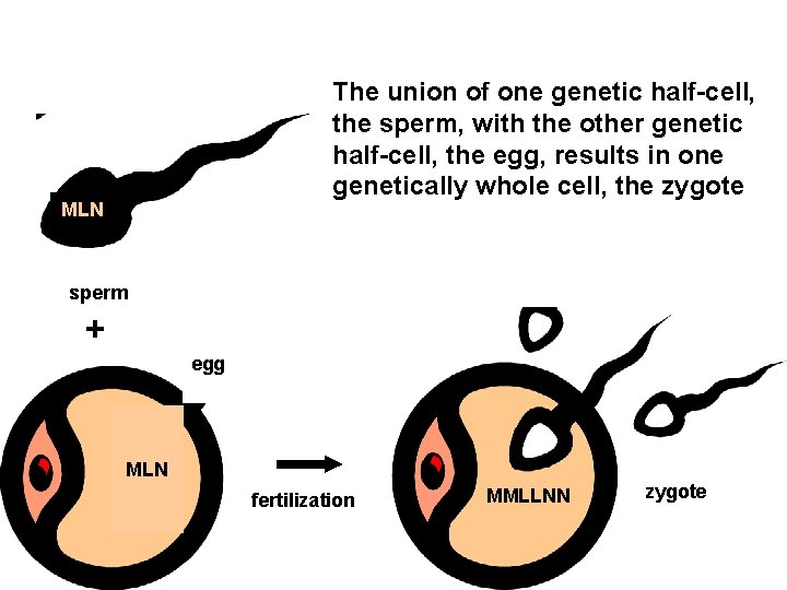 Section 15 -1 The union of one genetic half-cell, the sperm, with the other