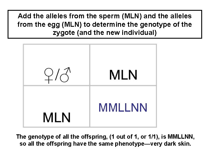 Add the alleles from the sperm (MLN) and the alleles from the egg (MLN)