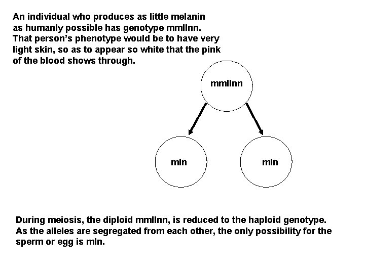 An individual who produces as little melanin as humanly possible has genotype mmllnn. That