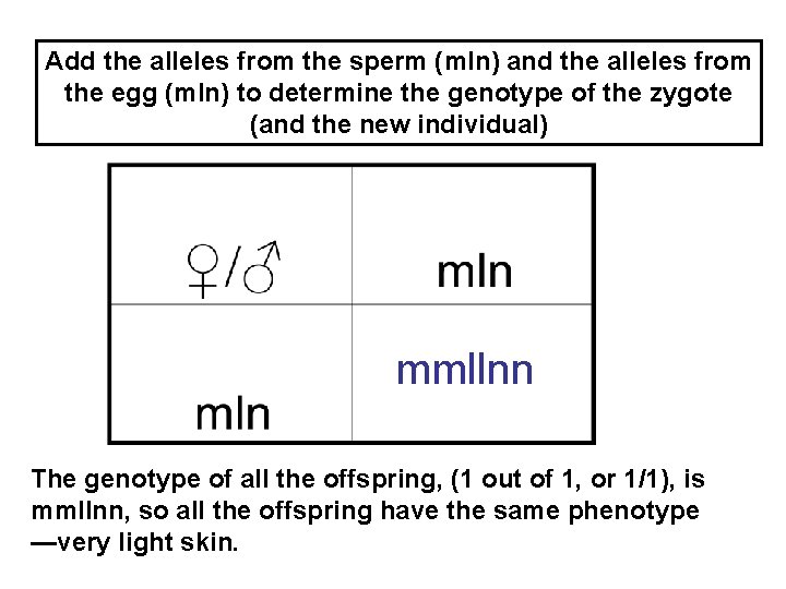 Add the alleles from the sperm (mln) and the alleles from the egg (mln)