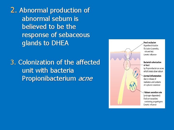 2. Abnormal production of abnormal sebum is believed to be the response of sebaceous
