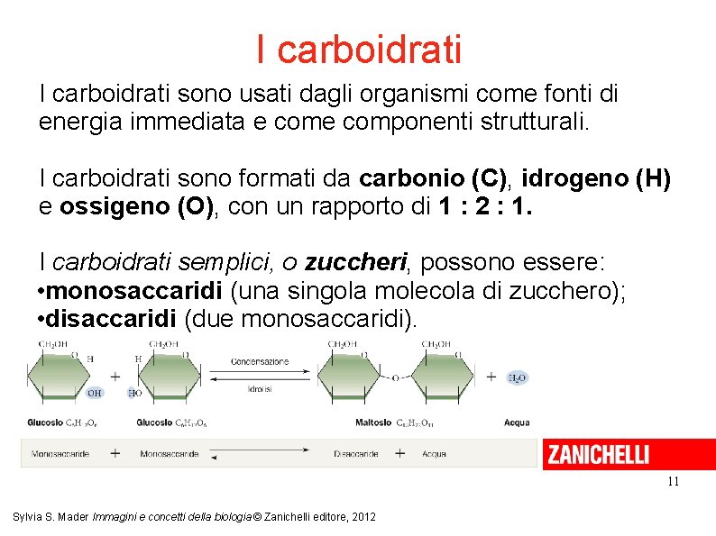 I carboidrati sono usati dagli organismi come fonti di energia immediata e componenti strutturali.