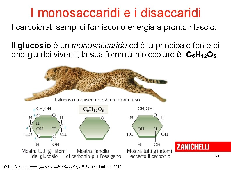 I monosaccaridi e i disaccaridi I carboidrati semplici forniscono energia a pronto rilascio. Il