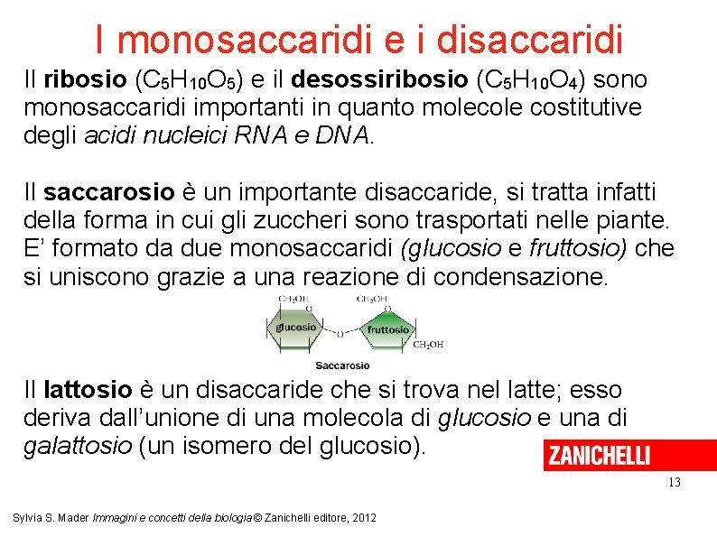 I monosaccaridi e i disaccaridi Il ribosio (C 5 H 10 O 5) e