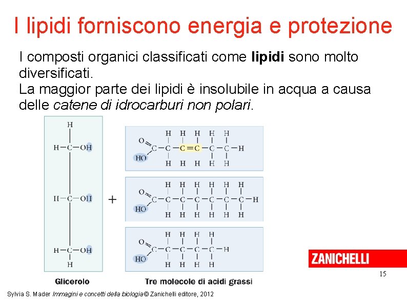 I lipidi forniscono energia e protezione I composti organici classificati come lipidi sono molto