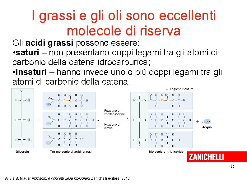 I grassi e gli oli sono eccellenti molecole di riserva Gli acidi grassi possono