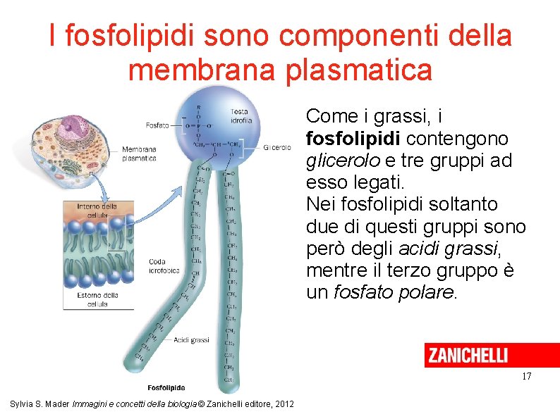 I fosfolipidi sono componenti della membrana plasmatica Come i grassi, i fosfolipidi contengono glicerolo
