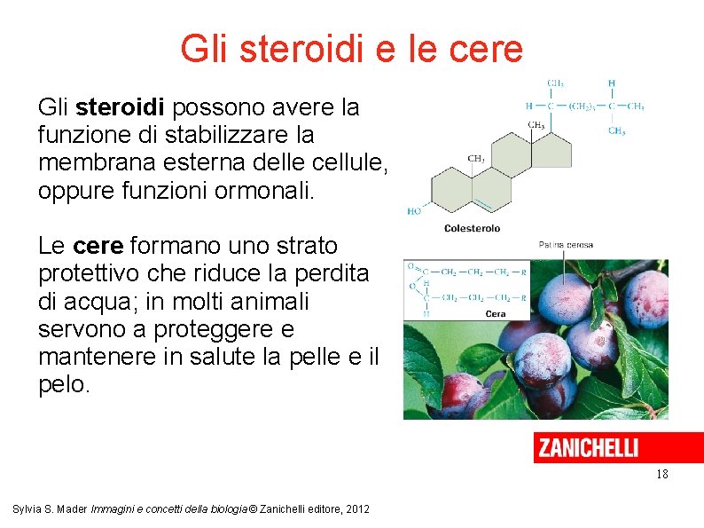 Gli steroidi e le cere Gli steroidi possono avere la funzione di stabilizzare la