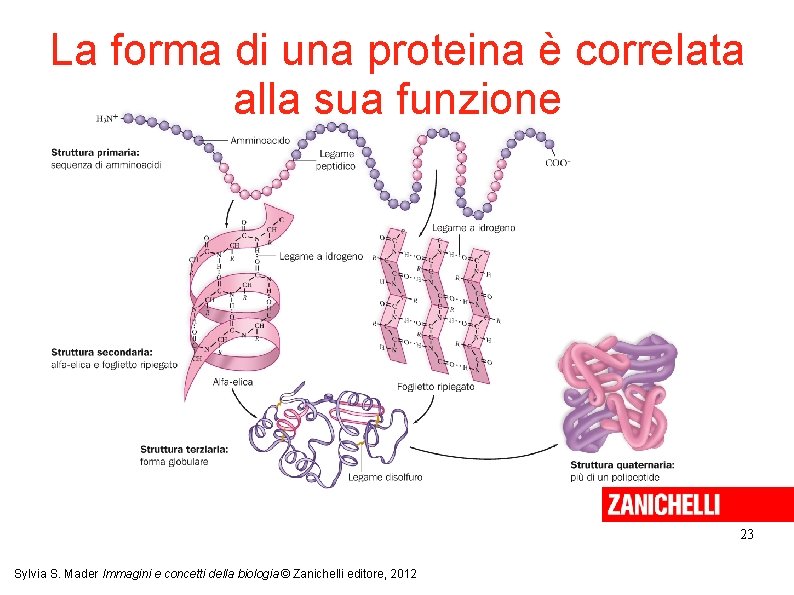 La forma di una proteina è correlata alla sua funzione 23 Sylvia S. Mader