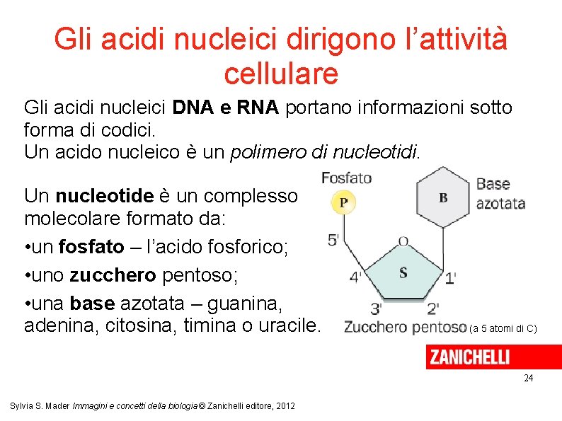 Gli acidi nucleici dirigono l’attività cellulare Gli acidi nucleici DNA e RNA portano informazioni