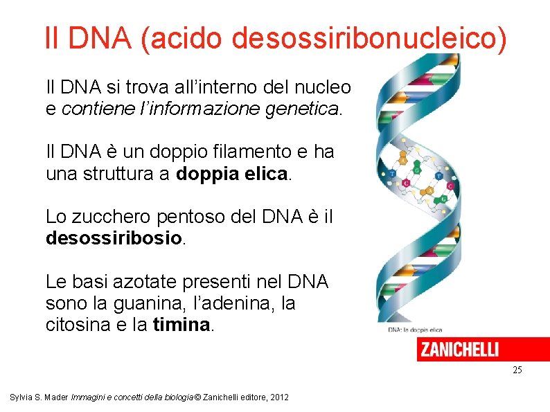 Il DNA (acido desossiribonucleico) Il DNA si trova all’interno del nucleo e contiene l’informazione