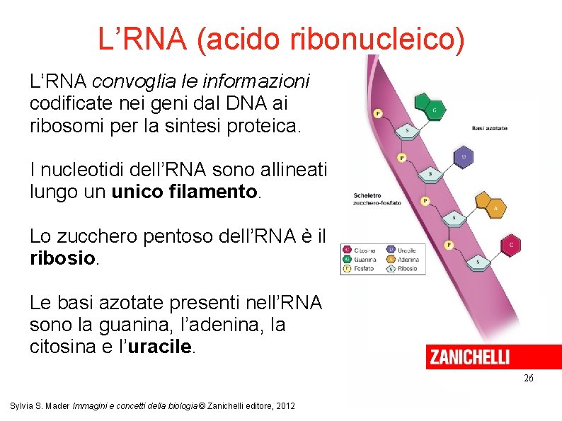 L’RNA (acido ribonucleico) L’RNA convoglia le informazioni codificate nei geni dal DNA ai ribosomi
