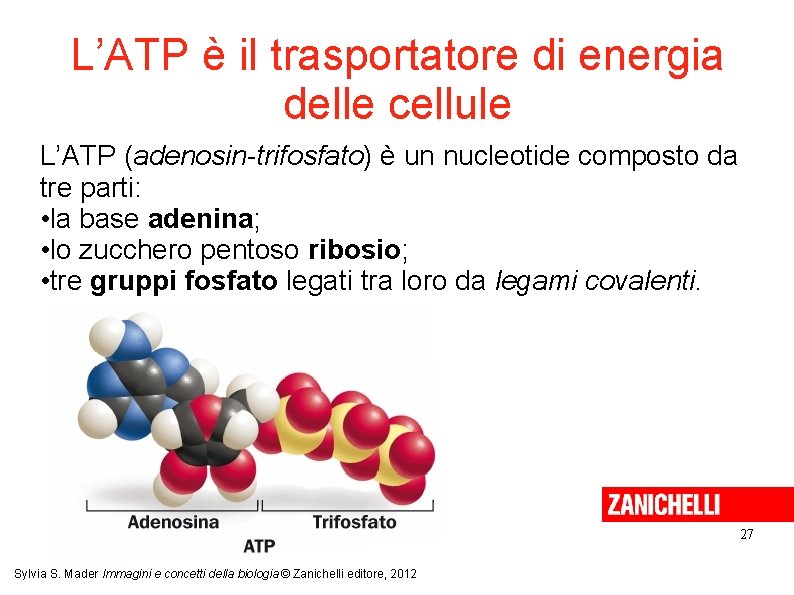 L’ATP è il trasportatore di energia delle cellule L’ATP (adenosin-trifosfato) è un nucleotide composto