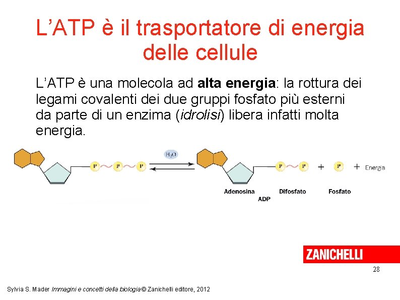 L’ATP è il trasportatore di energia delle cellule L’ATP è una molecola ad alta