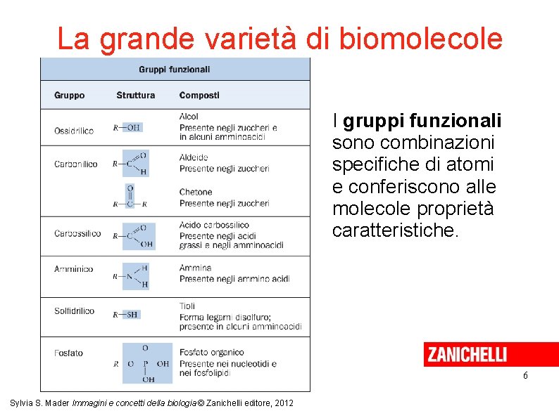 La grande varietà di biomolecole I gruppi funzionali sono combinazioni specifiche di atomi e