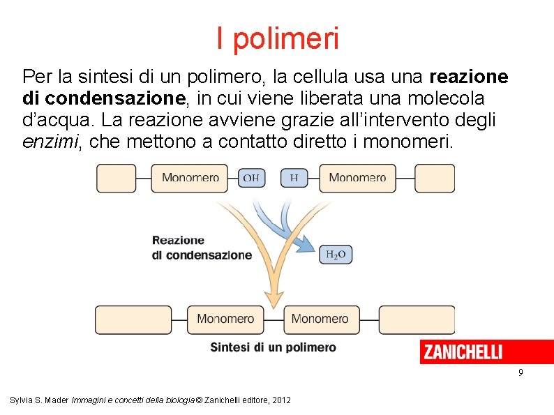 I polimeri Per la sintesi di un polimero, la cellula usa una reazione di