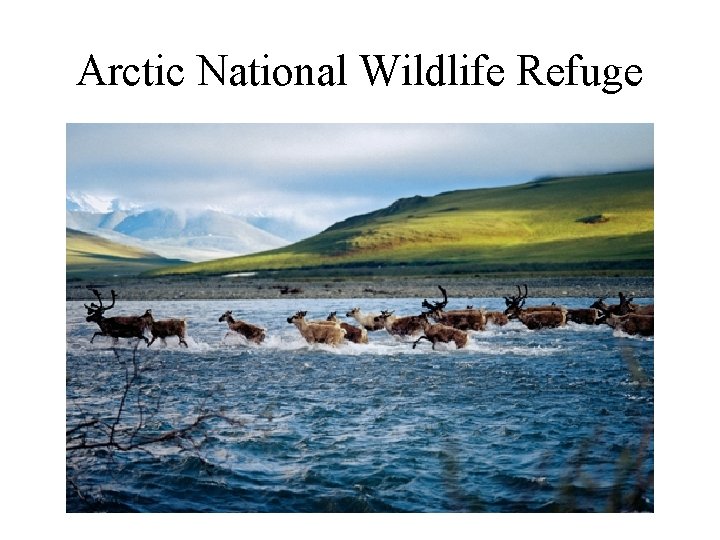 Arctic National Wildlife Refuge 