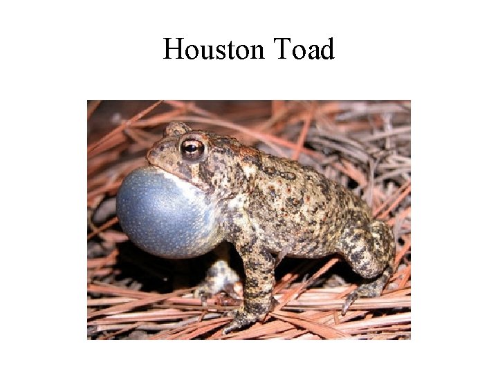 Houston Toad 