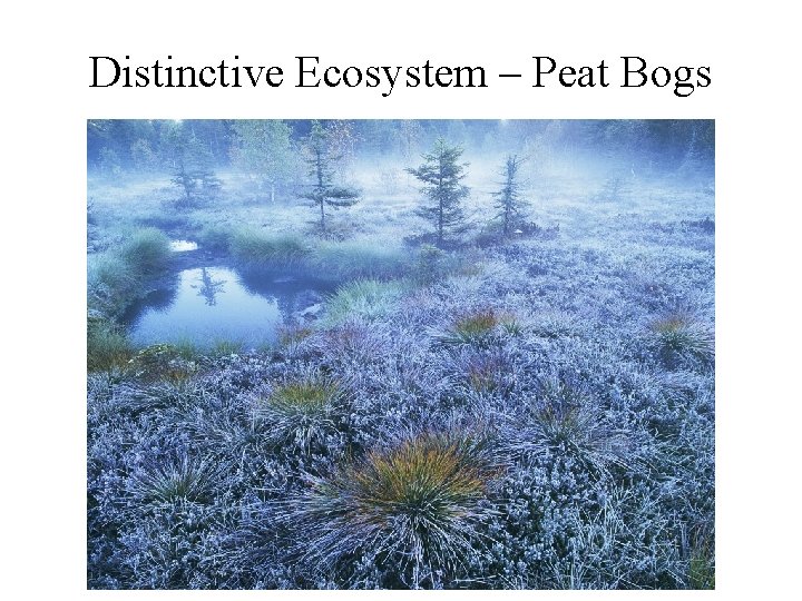 Distinctive Ecosystem – Peat Bogs 