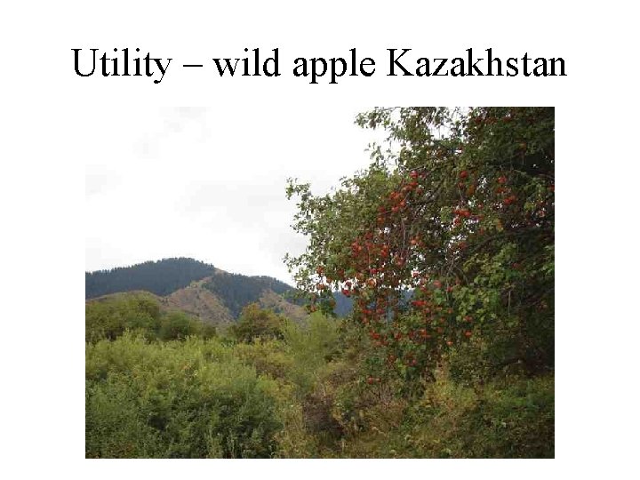 Utility – wild apple Kazakhstan 