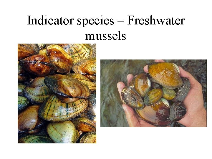 Indicator species – Freshwater mussels 