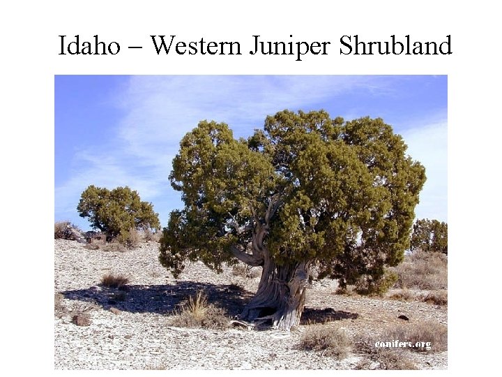 Idaho – Western Juniper Shrubland 
