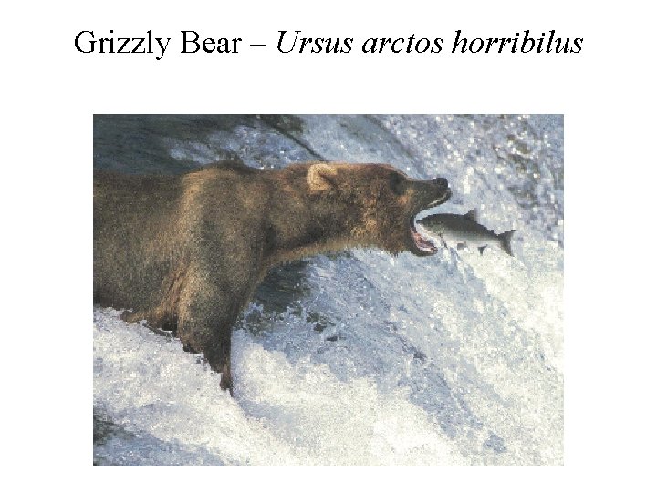 Grizzly Bear – Ursus arctos horribilus 