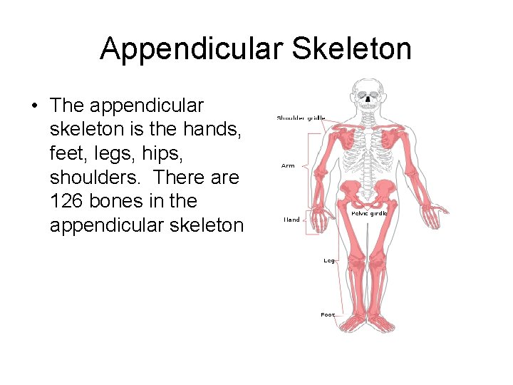 Appendicular Skeleton • The appendicular skeleton is the hands, feet, legs, hips, shoulders. There
