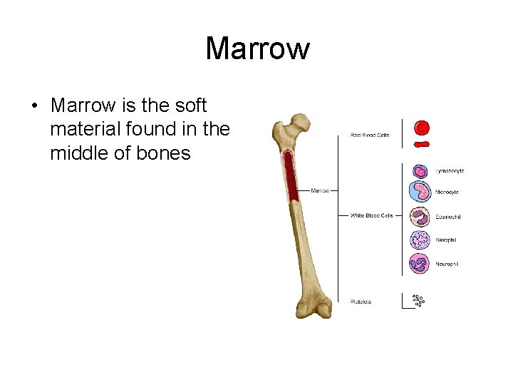 Marrow • Marrow is the soft material found in the middle of bones 
