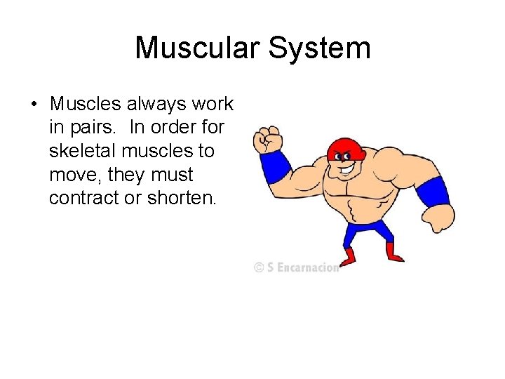 Muscular System • Muscles always work in pairs. In order for skeletal muscles to