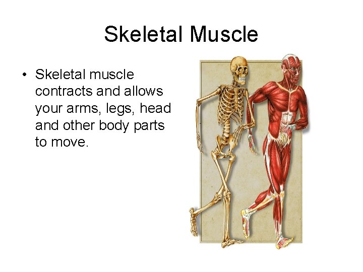 Skeletal Muscle • Skeletal muscle contracts and allows your arms, legs, head and other