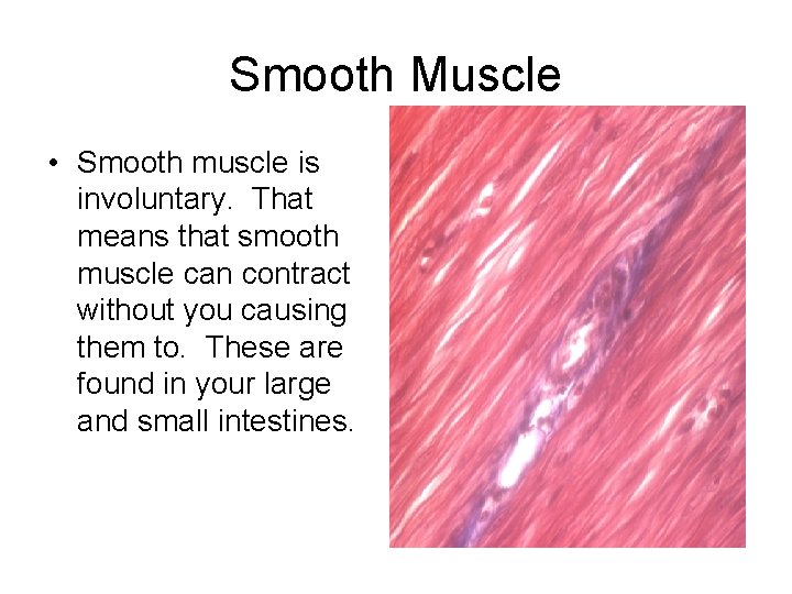 Smooth Muscle • Smooth muscle is involuntary. That means that smooth muscle can contract
