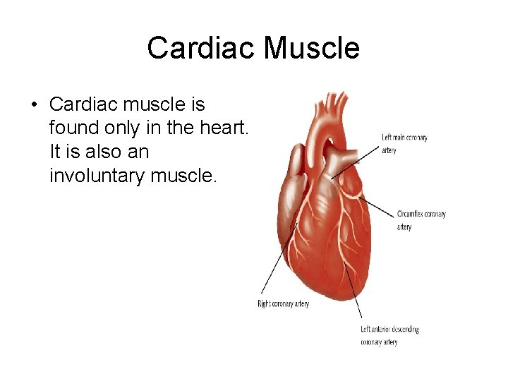 Cardiac Muscle • Cardiac muscle is found only in the heart. It is also