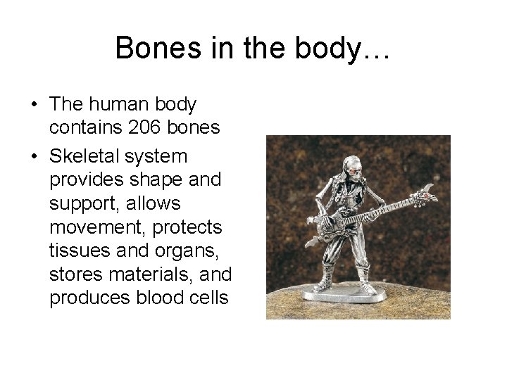 Bones in the body… • The human body contains 206 bones • Skeletal system