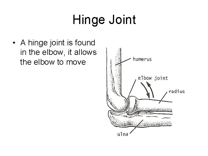 Hinge Joint • A hinge joint is found in the elbow, it allows the