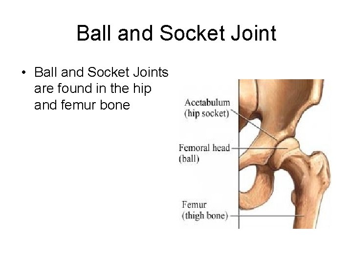 Ball and Socket Joint • Ball and Socket Joints are found in the hip