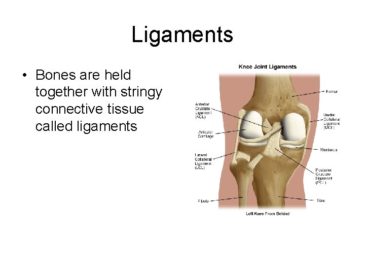 Ligaments • Bones are held together with stringy connective tissue called ligaments 