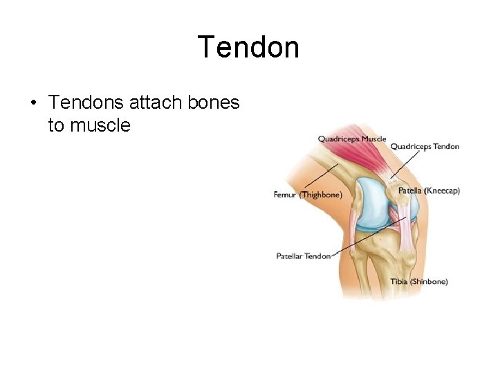 Tendon • Tendons attach bones to muscle 