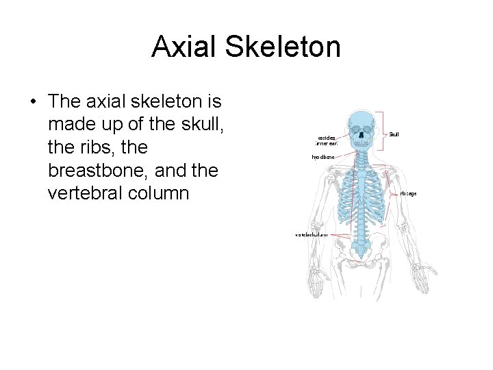 Axial Skeleton • The axial skeleton is made up of the skull, the ribs,