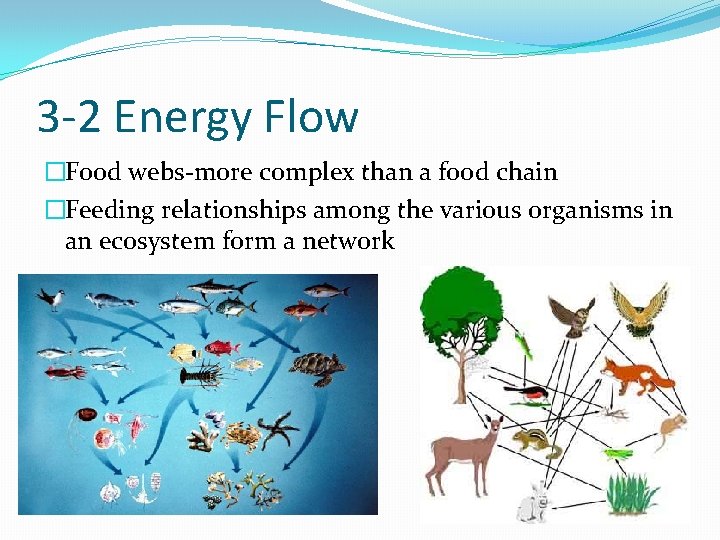 3 -2 Energy Flow �Food webs-more complex than a food chain �Feeding relationships among