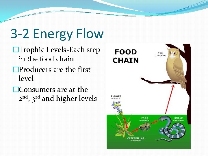 3 -2 Energy Flow �Trophic Levels-Each step in the food chain �Producers are the