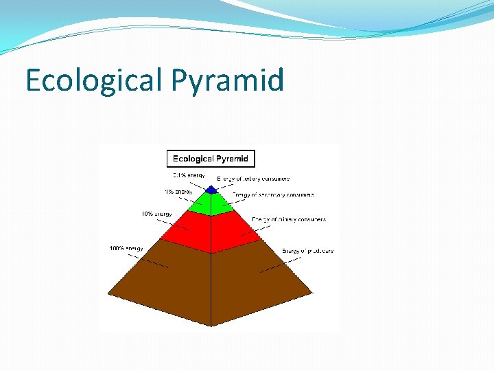 Ecological Pyramid 