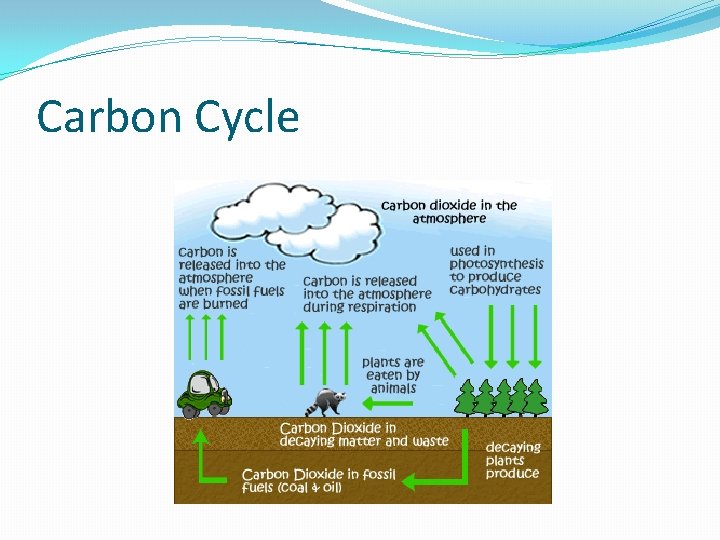 Carbon Cycle 