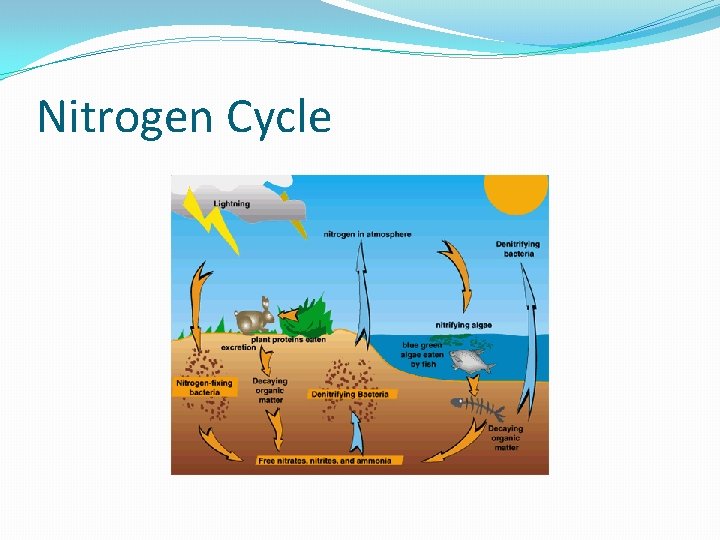 Nitrogen Cycle 