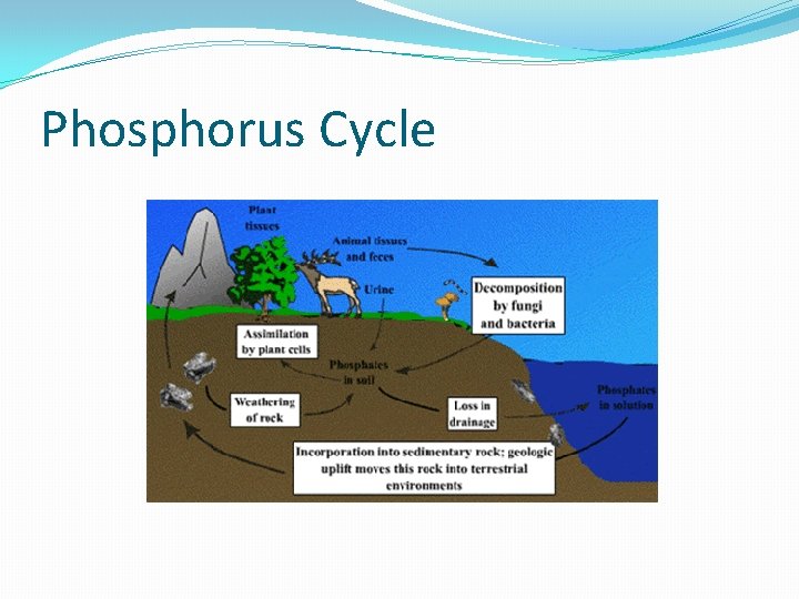 Phosphorus Cycle 