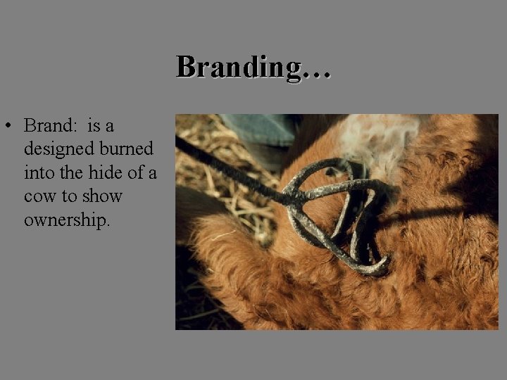 Branding… • Brand: is a designed burned into the hide of a cow to