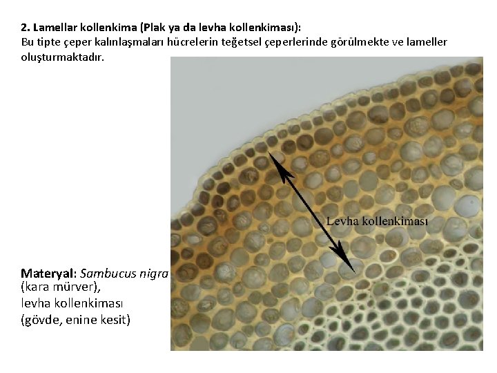 2. Lamellar kollenkima (Plak ya da levha kollenkiması): Bu tipte çeper kalınlaşmaları hücrelerin teğetsel