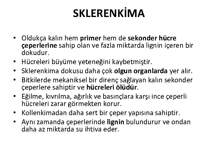 SKLERENKİMA • Oldukça kalın hem primer hem de sekonder hücre çeperlerine sahip olan ve